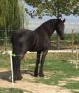 Jument Frison PP Stud-Book