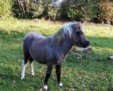 Pouliche OC poney B 