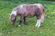Pouliche OC poney B 
