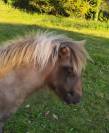 Pouliche OC poney B 