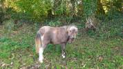 Pouliche OC poney B 