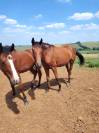 Jolie pouliche 2 ans  sf 