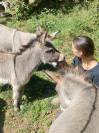 Anes SARDES et MINIATURE 