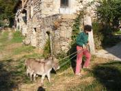 Anes SARDES et MINIATURE 
