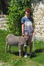 Anes SARDES et MINIATURE 