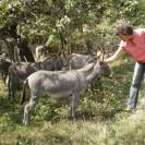 Anes SARDES et MINIATURE 