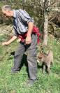 Anes SARDES et MINIATURE 