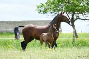 Jument Pure Race Espagnole