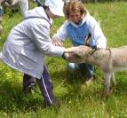 Anes SARDES et miniatures MEDIATION et compagnie