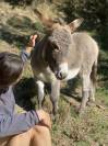Anes SARDES et miniatures MEDIATION et compagnie