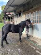 Puledro Bardigiano