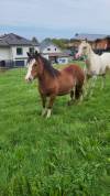 Pouliche wpb