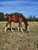 Potranca Silla Francés En venta 2025 Bayo por Kilimandjaro Semilly