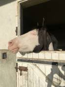 Paint Horse PP Hongre 11 ans