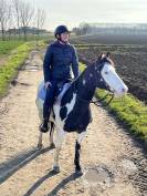 Paint Horse PP Hongre 11 ans