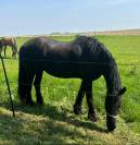 Frison  