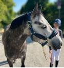 Ponette C