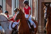 Cheval à vendre 