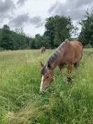 Canaille Doutrechaise – Franches-Montagnes