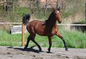 Pouliche Hanovrienne d'avenir, Vitalis X Glamourdale
