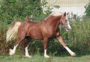Poney Welsh Cob de 4 ans