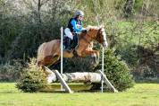 Poney Welsh Cob de 4 ans