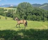 Filly Akhal Teke For sale 2024 Other color