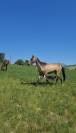 Filly Akhal Teke For sale 2024 Other color