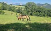 Filly Akhal Teke For sale 2024 Other color