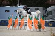 Jeunes chevaux 