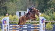 Jeunes chevaux 