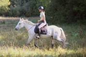Poney connemara 