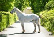 Poney connemara 