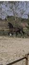A vendre:  hongre, 6 ans KWPN, dressage