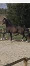 A vendre:  hongre, 6 ans KWPN, dressage