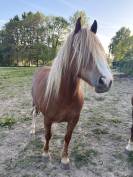 Franches-Montagnes Alezan