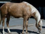 PAINT HORSE Solid Palomino