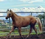 Caballo entero Paint Horse En venta 2023 Palomino