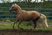 Caballo entero Paint Horse En venta 2023 Palomino