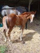 Pouliche 2025 Selle Français Originel (x Arlem Andalou)
