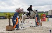 Gelding Connemara For sale 2018 Grey