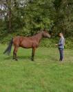 Poney plein papier 11 ans 150cm