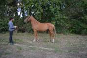 Hongre • 6 ans • 1,60 m pour loisir / club