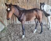 Superbe Poulain par Conte Bellini