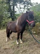 Mini shetland PP
