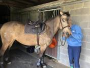   Jument espagnole de 13 ans 