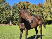 MELDRIA AA / 3ANS