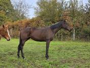 MELDRIA AA / 3ANS