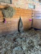 Le haras de l&rsquo;esperanza by delcroix Manon EI  