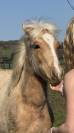 Poney palomino,issus d'une lign&eacute;e prestigieuse